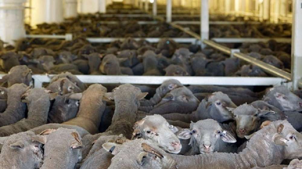 Συναγερμός στην Καλαμπάκα για τα κρούσματα πανώλης
