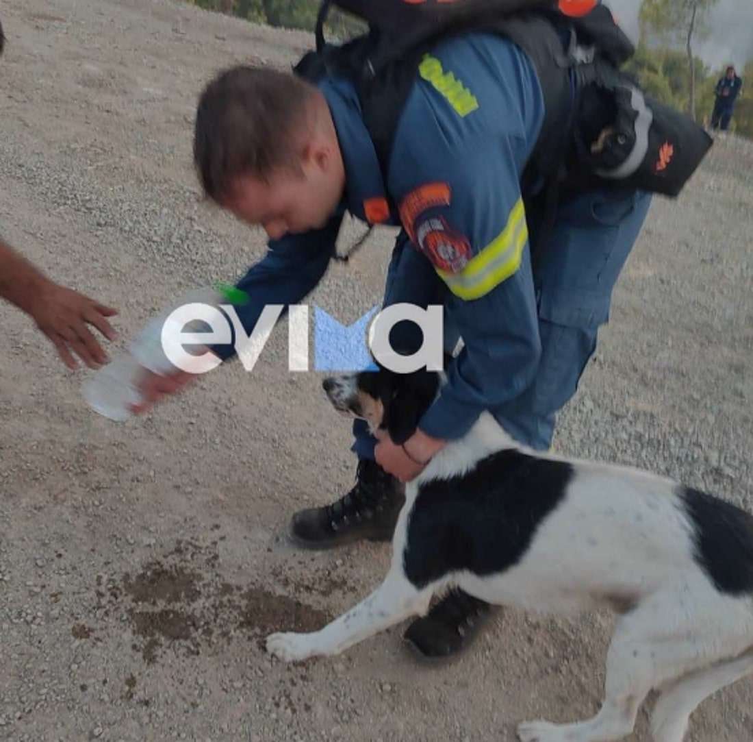 Φωτιά στην Εύβοια – Πυροσβέστης έσωσε σκύλο