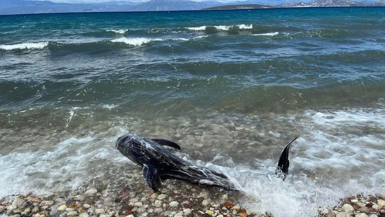 Δελφίνι ξεβράστηκε νεκρό σε παραλία της Κορινθίας (βίντεο)