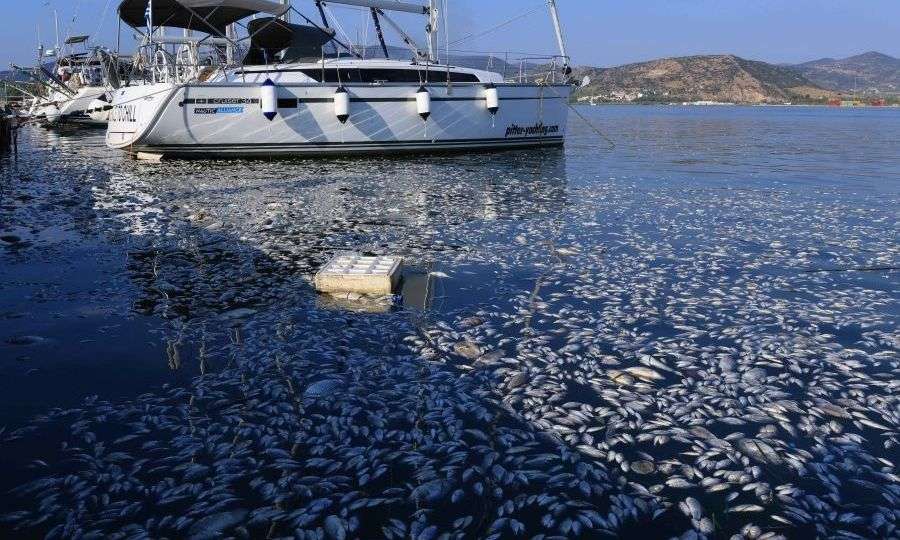 Βόλος: Τον δρόμο της δικαιοσύνης θα ακολουθήσει η Ένωση Ξενοδόχων για το πρόβλημα με τα νεκρά ψάρια