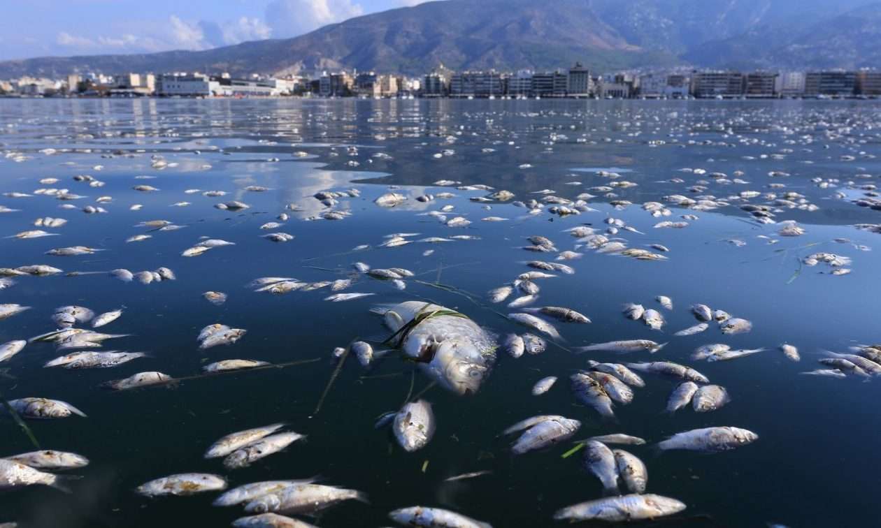 Βόλος: Θέμα στα διεθνή ΜΜΕ η υπόθεση με τα νεκρά ψάρια