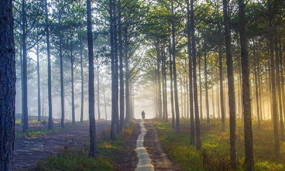 Μπαίνουν ιδιώτες στη διαχείριση των δασών – Το Υπουργείο Περιβάλλοντος ανοίγει τον δρόμο σε εταιρίες