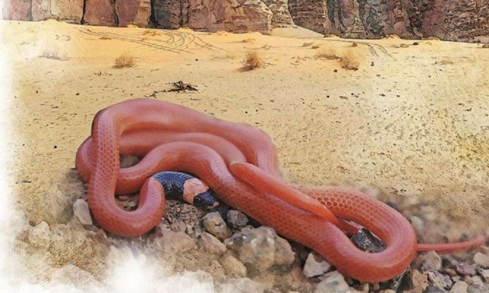 «ΑΔΙΑΝΟΗΤΟ»: Άνδρας έκατσε να τον «δαγκώσει» φίδι 200 φορές – Ποιος ήταν ο σκοπός του