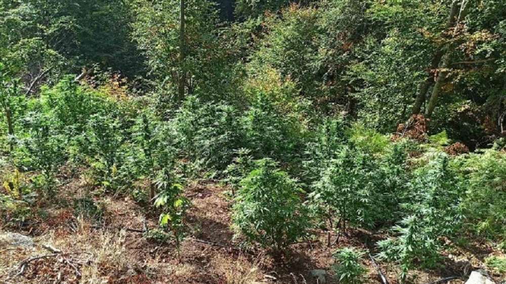 Κρήτη – Πάνω από 1.300 δενδρύλλια κάνναβης και ένα κιλό χασίς εντόπισαν οι αρχές