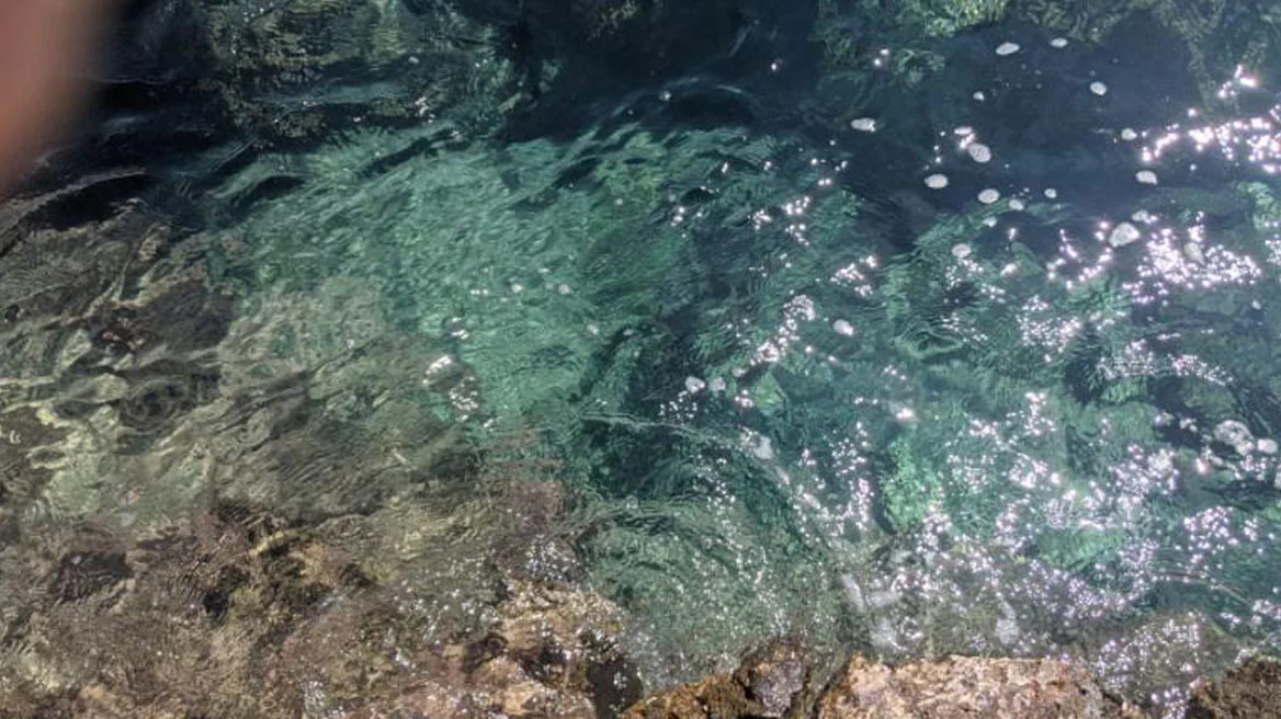 Φρίκη στα Μέγαρα – Εντοπίστηκε πνιγμένο σκυλάκι με πέτρα στον λαιμό