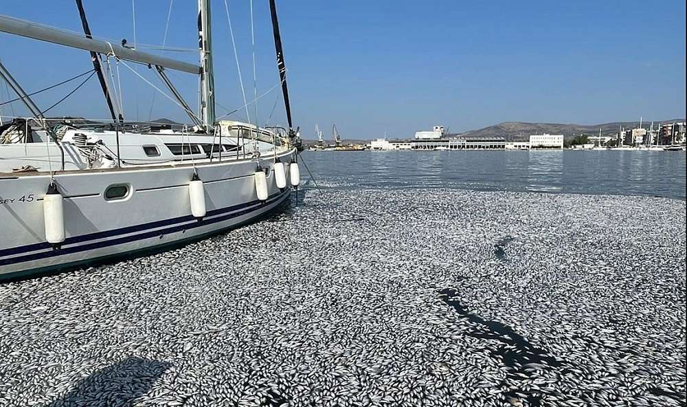 Βόλος – Σε ποιες παραλίες απαγορεύεται η κολύμβηση λόγω των νεκρών ψαριών
