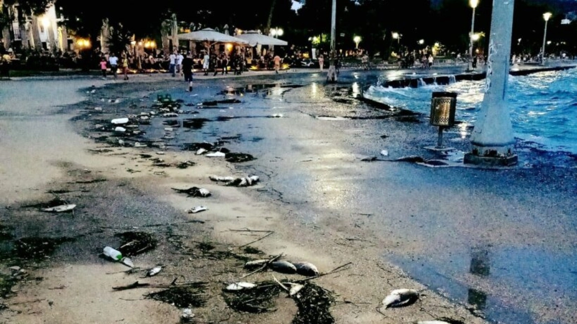 Ψάρια  ξεβράζονται στην παραλία στη παραλία του Βόλου