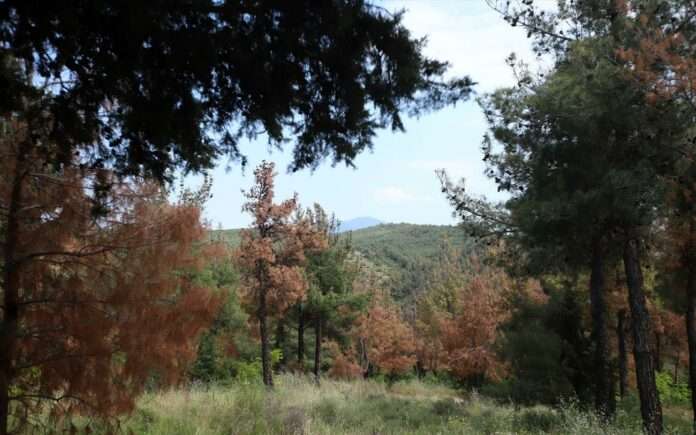 Aπαγορεύση κυκλοφορίας στο Σεϊχ Σου για σήμερα Κυριακή 4/8
