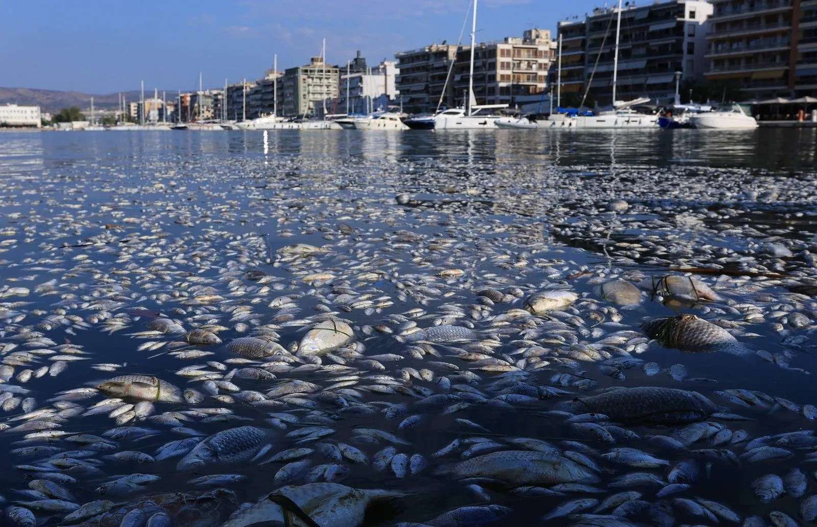 Πρώην υποψήφιος ευρωβουλευτής της ΝΔ δείχνει «γαλάζιο» Υπουργό για τα νεκρά ψάρια στο Βόλο