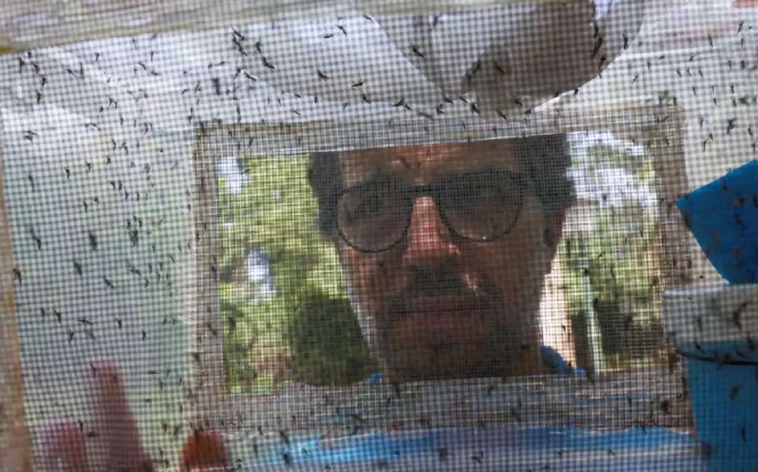 Ισπανία: Επιστήμονες στειρώνουν κουνούπια «τίγρεις» – Πίσω από αυτή την δράση