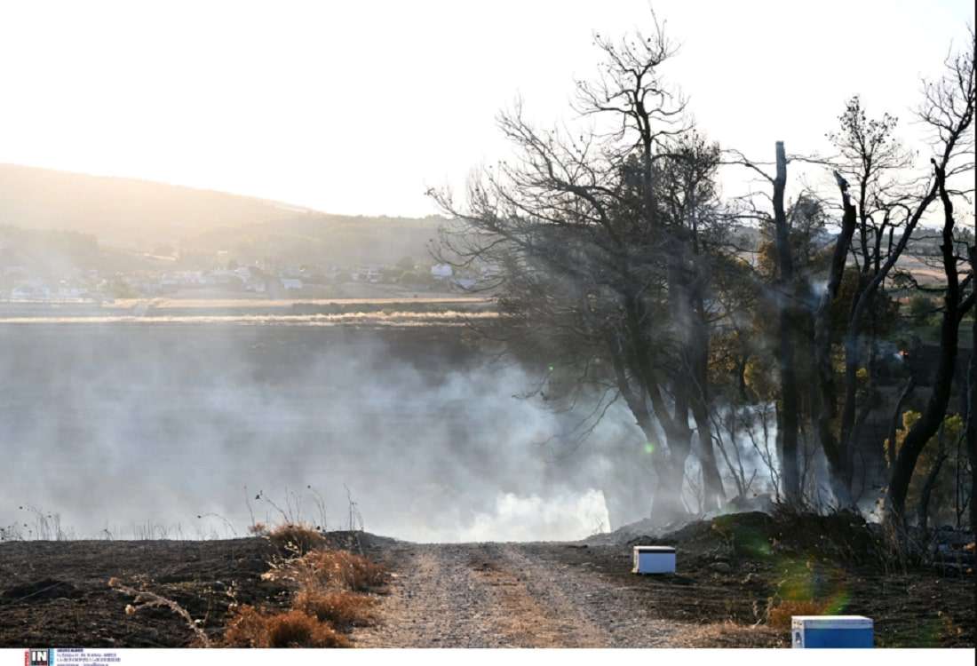Φωτιά στην Εύβοια – Ρίχνουν το “μπαλάκι” σε… πτηνό για την καταστροφή!