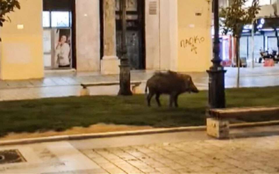 Aγριογούρουνα έκαναν την εμφάνισή τους σε γειτονιά της Θεσσαλονίκης – Ανάστατοι οι κάτοικοι