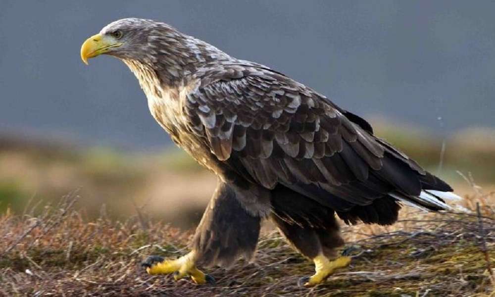 Νορβηγία – Βασιλικός αετός επιτέθηκε σε κοριτσάκι – Τον σκότωσε θηροφύλακας