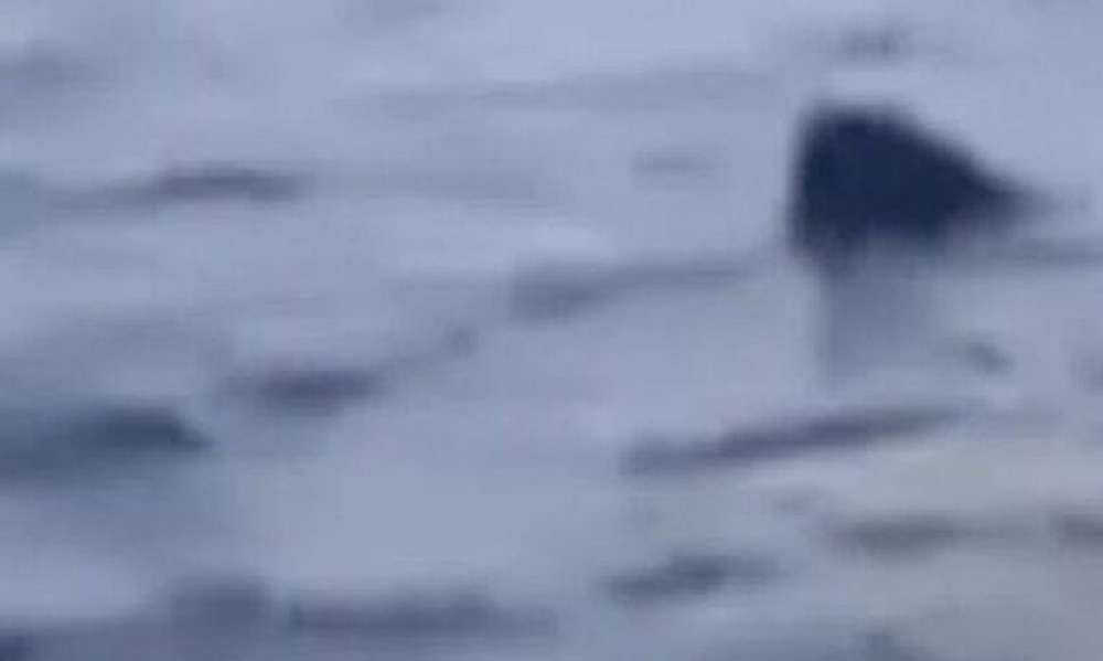 Ισπανία – Γερμανίδα τουρίστρια έχασε τη ζωή της λόγω επίθεσης καρχαρία