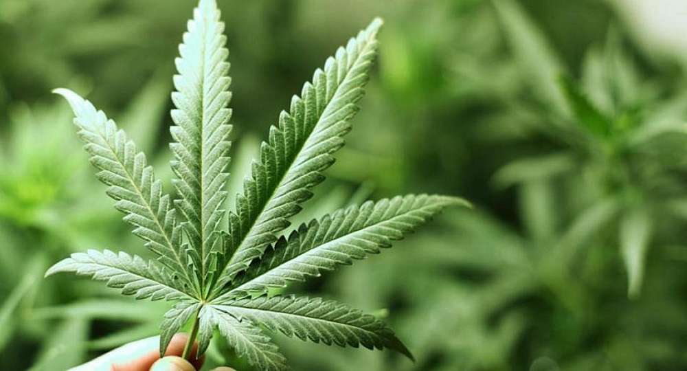 Τσεχία – Η κυβέρνηση προτείνει την χαλάρωση των κανόνων καλλιέργειας και κατοχής κάνναβης