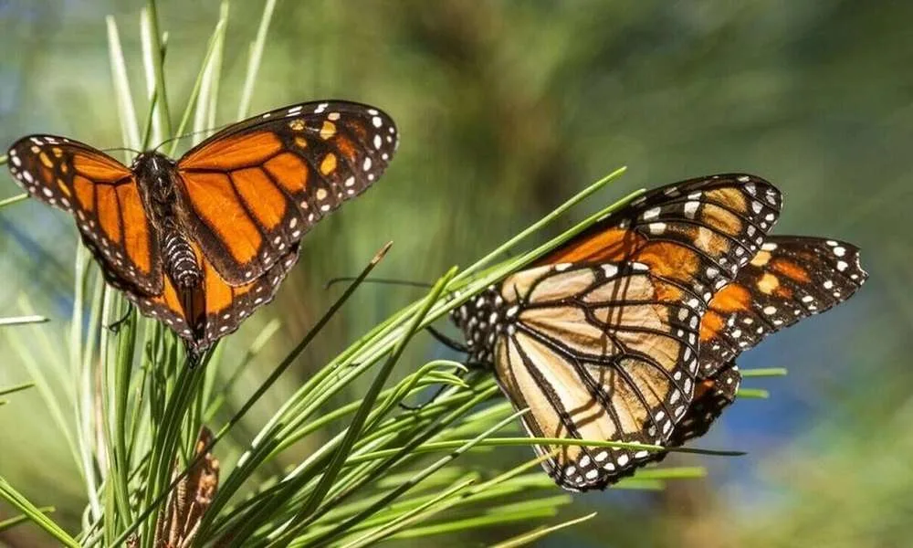 Σρι Λάνκα – Κλέφτες πεταλούδων τιμωρήθηκαν με πρόστιμο 180.000 ευρώ