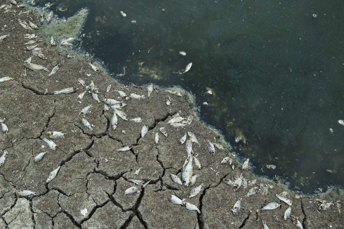 Μετά τη λίμνη Κάρλα, ο Περδίκκας στην Πτολεμαΐδα – Γέμισε με εκατοντάδες νεκρά ψάρια