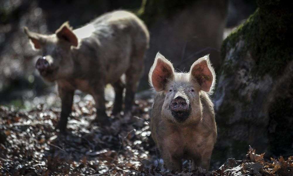 Αγρότης και οι υπάλληλοι του κατηγορούνται ότι τάισαν δύο γυναίκες σε γουρούνια