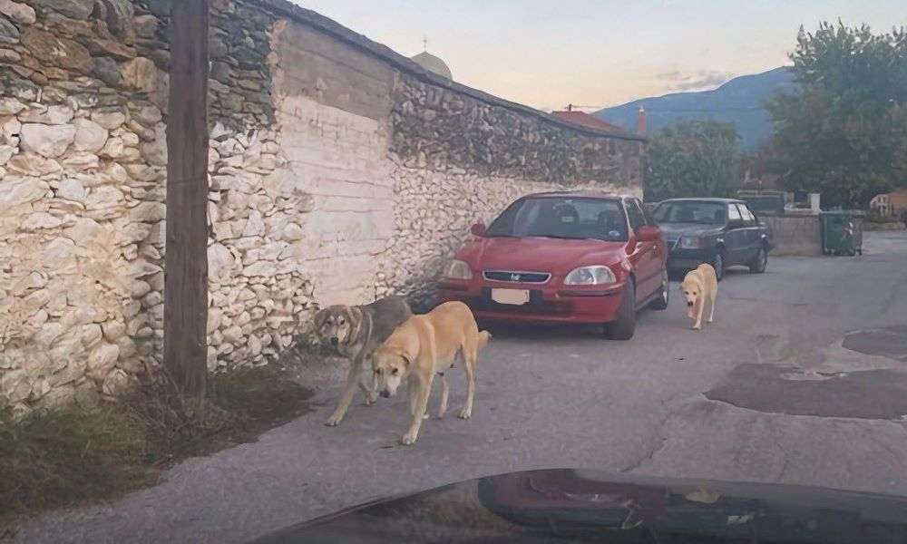 Φόβος και τρόμος τα αδέσποτα σε χωριό της Λάρισας