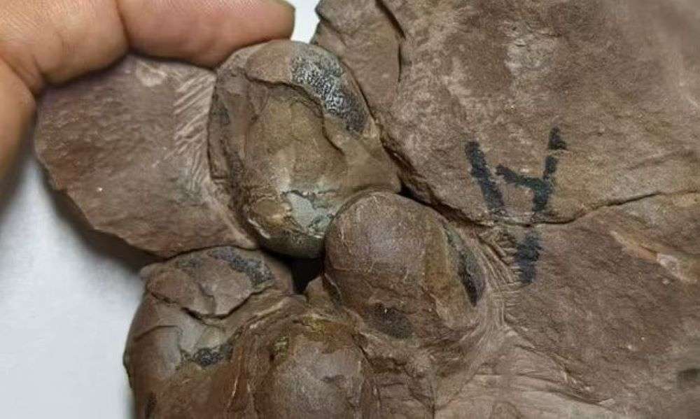 Ανακαλύφθηκε νέο είδος – Τα μίνι αυγά ηλικίας 80 εκατομμυρίων ετών