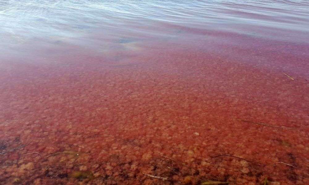 Βάφτηκε κόκκινη η θάλασσα