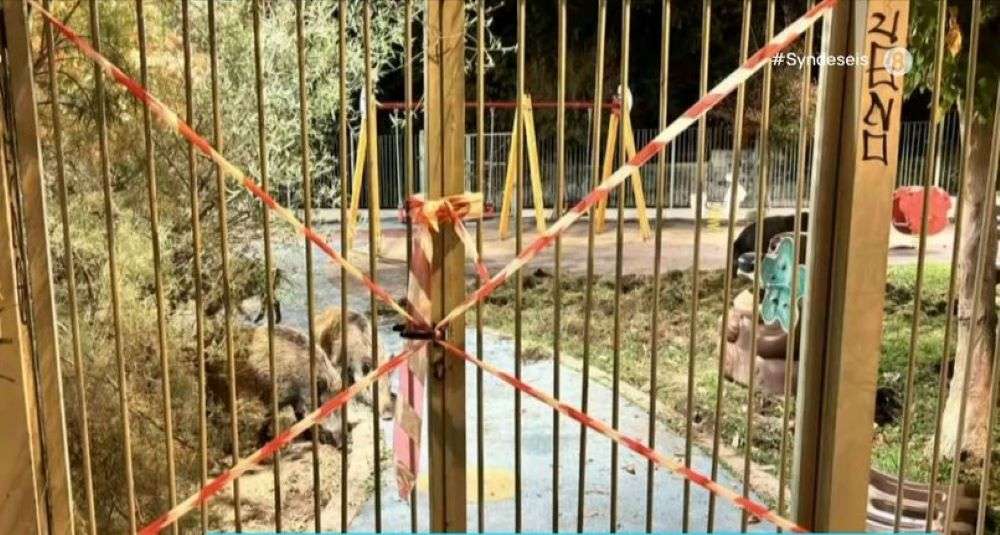 Αγριογούρουνα «εισέβαλαν» σε παιδική χαρά στα Πεύκα