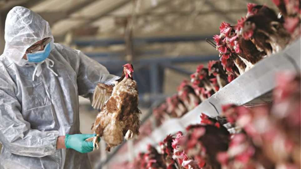 Σε εγρήγορση η Ελλάδα για την γρίπη των πτηνών – Κίνδυνος επανεμφάνισης της