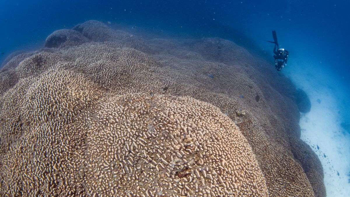 Δύτες ανακαλύπτουν το μεγαλύτερο κοράλλι του ωκεανού