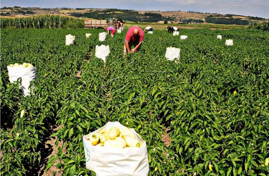 Μεικτή η εικόνα στις τιμές των αγροτικών προϊόντων λόγω δασμών και καιρικών συνθηκών