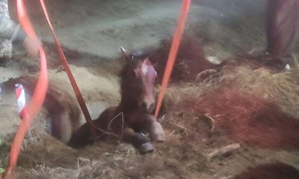 Σέρρες – Επιχείρηση για τη διάσωση αλόγου που έπεσε σε φρεάτιο