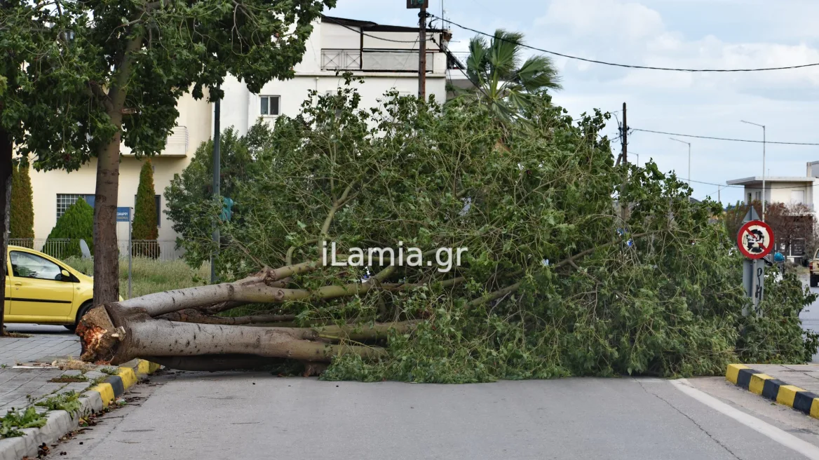 Λαμία: Τύχη βουνό για οδηγό, όταν τεράστιο δένδρο βρέθηκε στο δρόμο του
