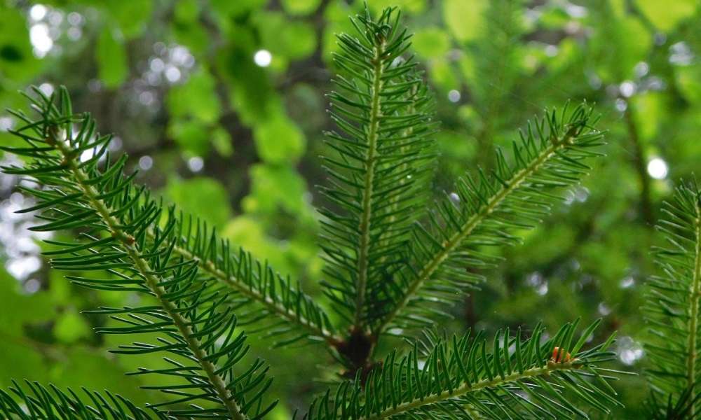 Χαλκιδική – Ικανοποιημένοι από τις πωλήσεις χριστουγεννιάτικων ελάτων οι παραγωγοί του Ταξιάρχη
