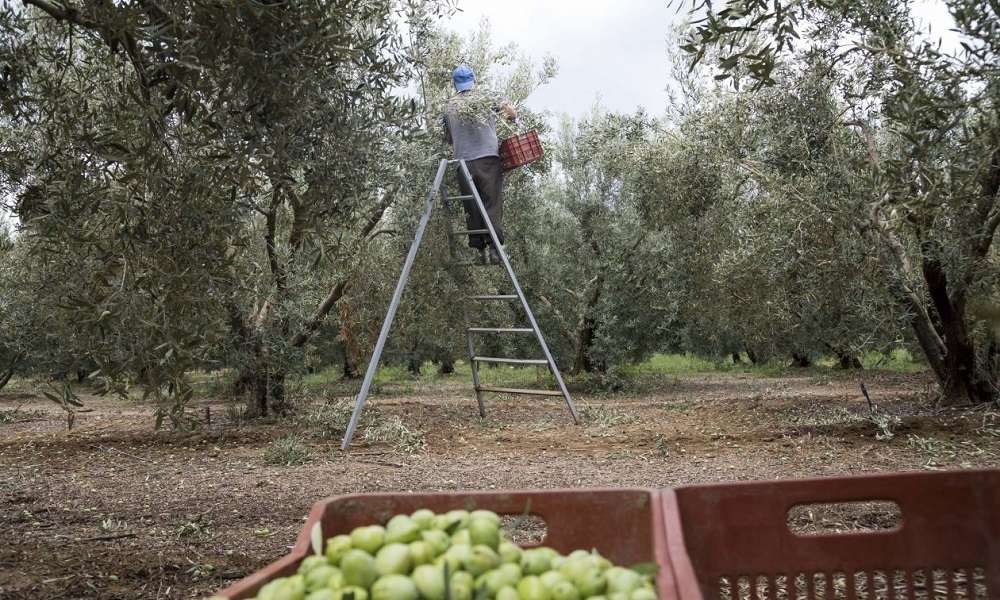 Νεοχώρι Μεσολογγίου – 12 άτομα του έκλεβαν τις ελιές από το λιοστάσι του, επί πέντε ημέρες