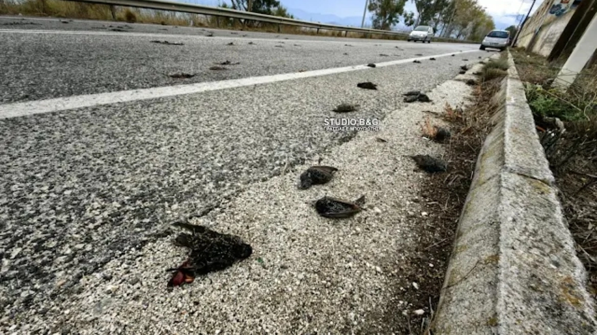 Σοκαριστικές εικόνες στην Αργολίδα: Πλήθος νεκρών πουλιών εντοπίστηκαν από περαστικούς