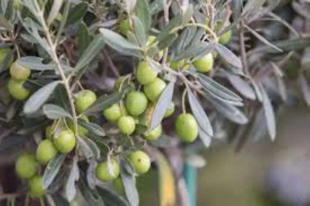 Βάζουν νυχτοφύλακες για να προστατεύουν τους ελαιώνες – Μάστιγα η κλοπή ελαιόκαρπου