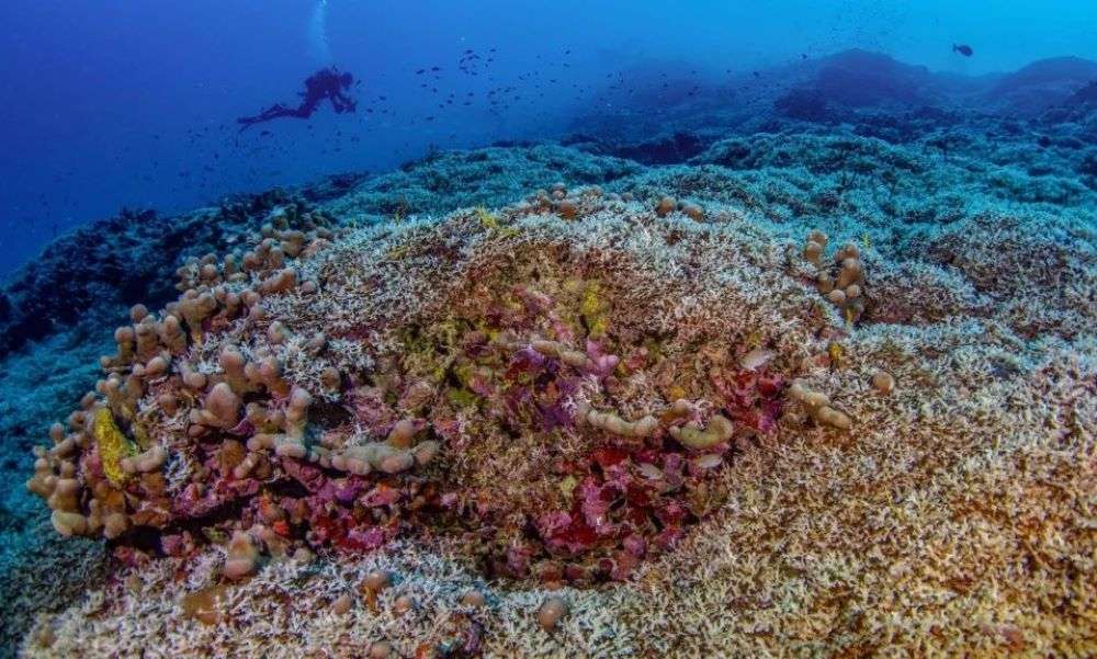 Ανακαλύφθηκε το μεγαλύτερο κοράλλι του κόσμου – Είναι ορατό ακόμη και από το διάστημα!