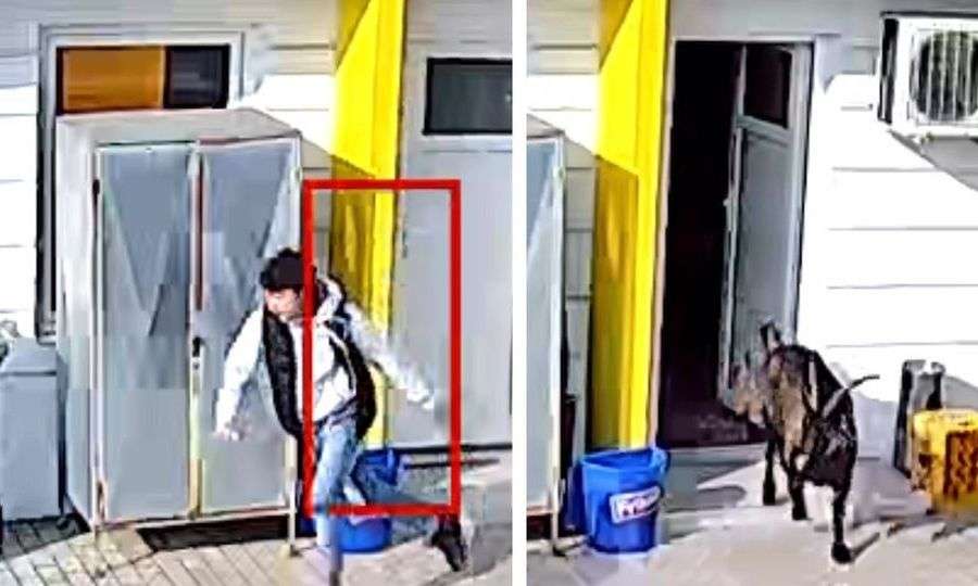 Άνδρας παίζει κυνηγητό με κατσίκα