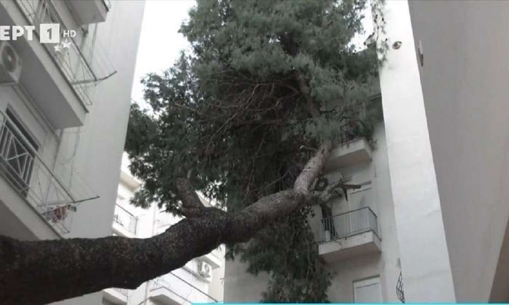 Θεσσαλονίκη – Δέντρο καταπλάκωσε πολυκατοικία μέρες μετά την κακοκαιρία Bora