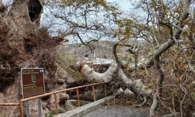 Ηράκλειο: Μεγάλη καταστροφή στον γηραιότερο πλάτανο της Ευρώπης -Προσπάθειες να διατηρηθεί γόνιμο