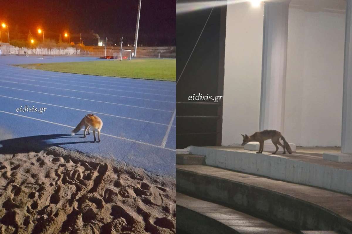 Αλεπού έκοβε βόλτες στο δημοτικό στάδιο και σε ανοιχτό θέατρο