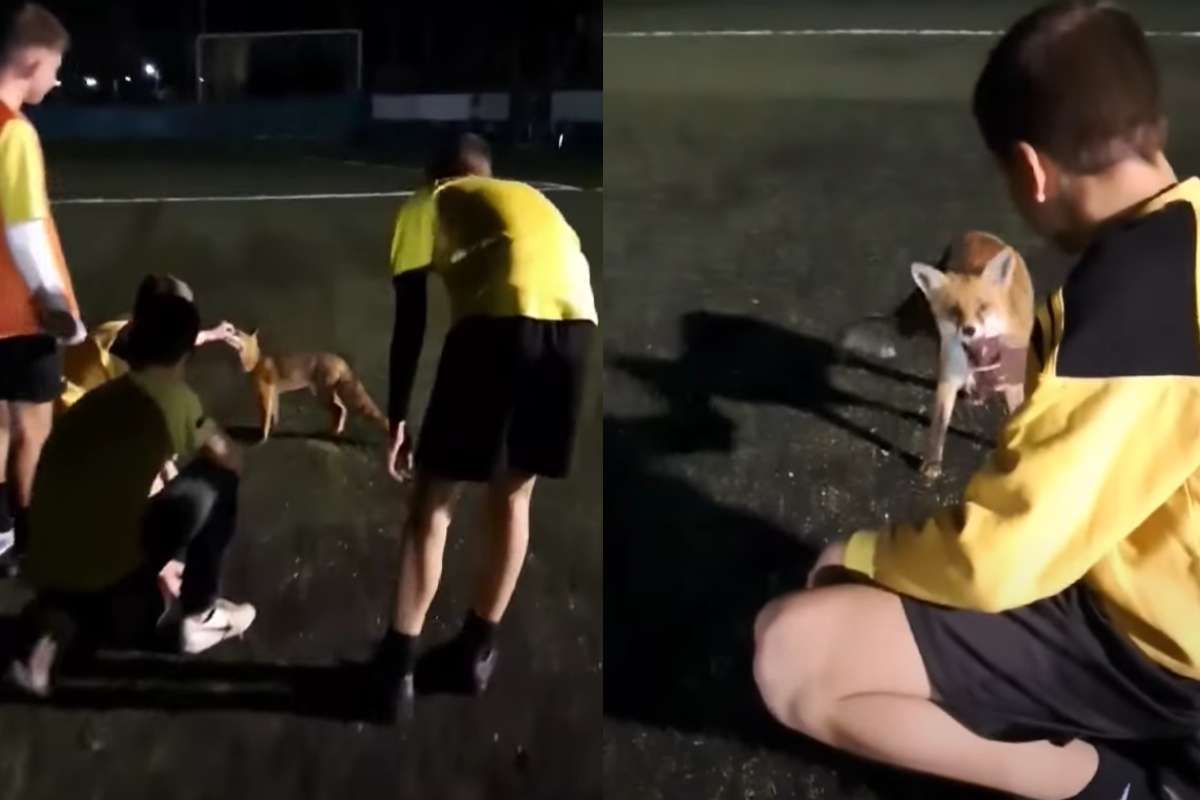 “Ποδοσφαιρόφιλη” αλεπουδίτσα μπήκε σε γήπεδο στην Πάτρα και έπαιξε με τα παιδιά