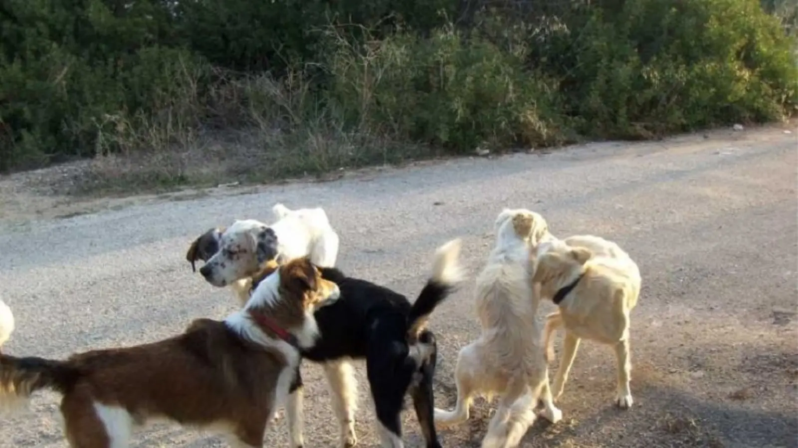 Αποζημίωση 2.500 ευρώ σε πολίτη που του επιτέθηκε αδέσποτος σκύλος
