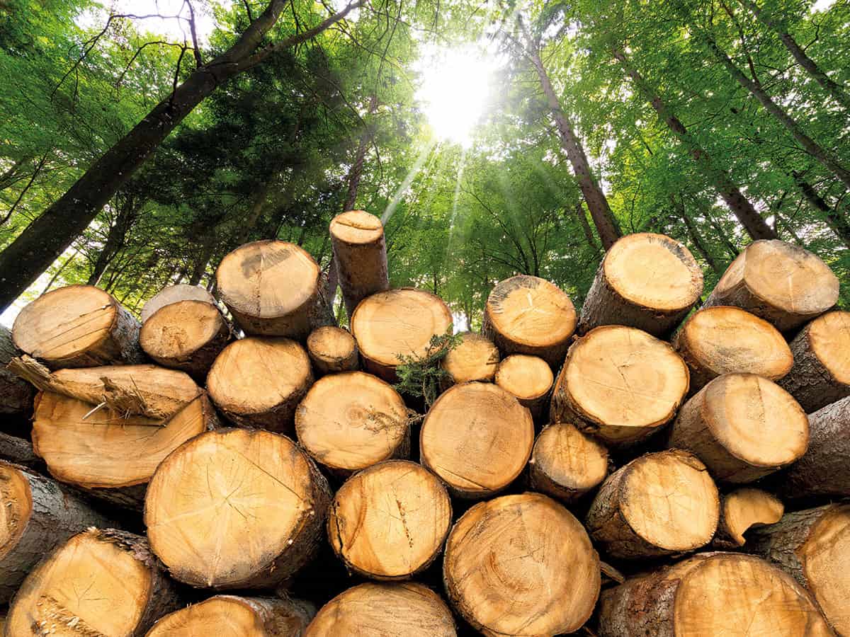 Η Νότια Κορέα θα συρρικνώσει τις ενεργειακές επιδοτήσεις βιομάζας μετά από κριτική για τη σύνδεση με την αποψίλωση των δασών