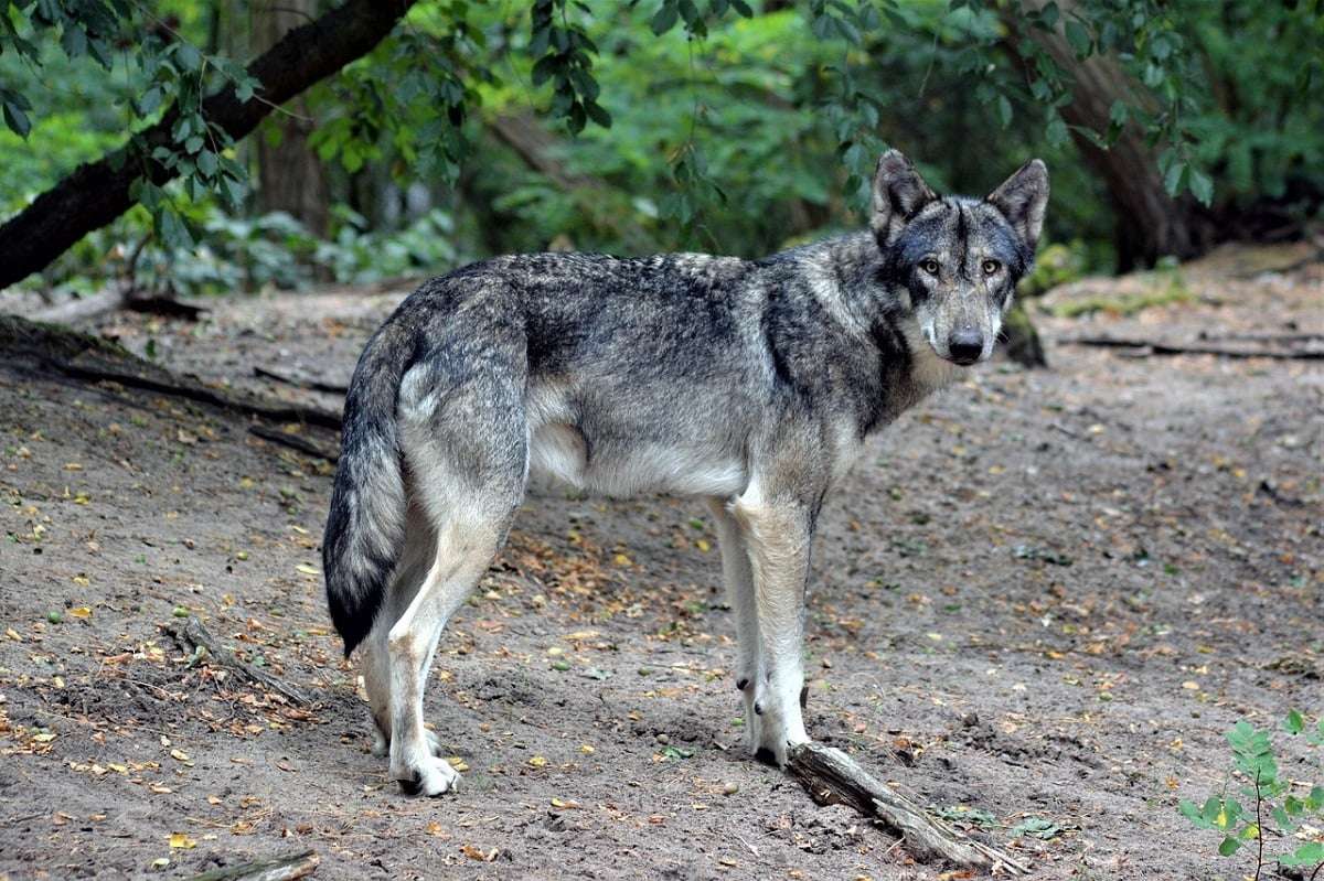 Μεσσηνία: Εντοπίστηκε αγέλη λύκων πρώτη φορά μετά από 100 χρόνια