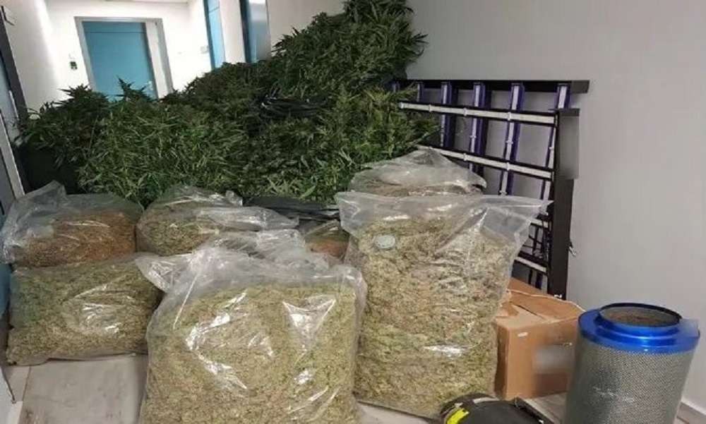 Εξαρθρώθηκε σπείρα που καλλιεργούσε και διακινούσε κάνναβη σε Θεσσαλονίκη και Χαλκιδική