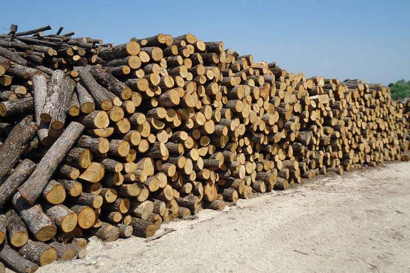 Η WWF κατακεραυνώνει τη Σουηδία και τη Φινλανδία για τις πρακτικές υλοτομίας τους