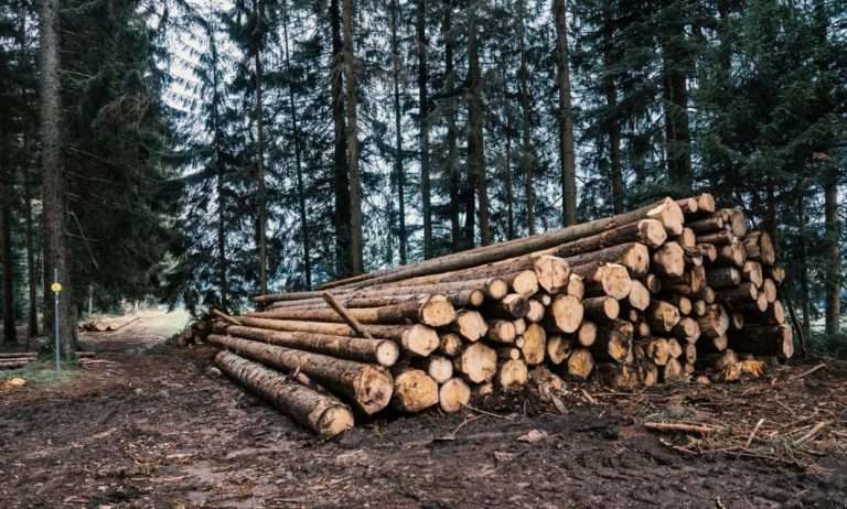Η μαφία που «δουλεύει ασταμάτητα» στα δάση