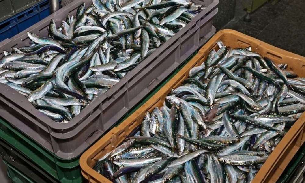 «ΘΕΡΙΖΕΙ» η ακρίβεια: Πόσο «κοστίζουν» τα ψάρια