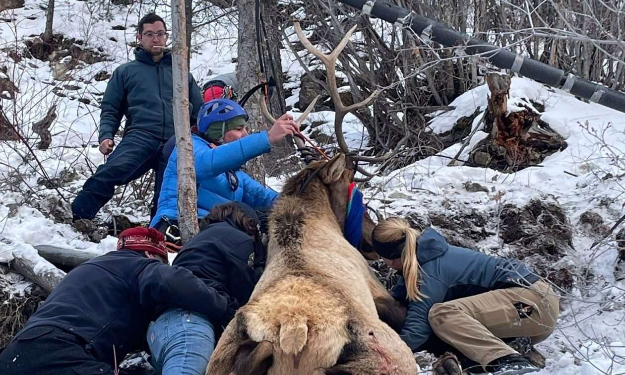 Διασώθηκε άλκη που ήταν μπλεγμένη σε σχοινιά σε ορειβατικό μονοπάτι