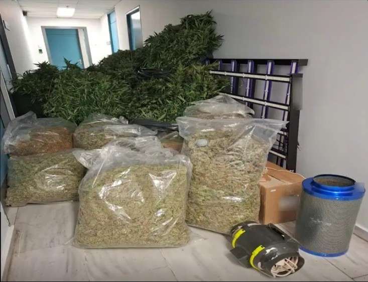 Εξαρθρώθηκε σπείρα που διακινούσε ναρκωτικά σε Θεσσαλονίκη και Χαλκιδική – Κατασχέθηκαν 109 κιλά κάνναβης